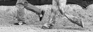 Accordage entre l'humain et le cheval dans le mouvement